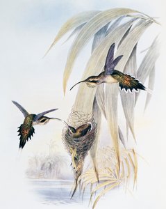 Schuppenkehl-Eremit, Gravur aus Monograph of Trochilidae or Humming Birds von John Gould