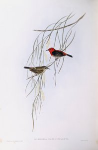 Scharlachmyzomela (Myzomela sanguinolenta), Gravur von John Gould