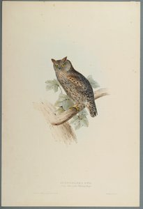 Zwergohreule von John Gould