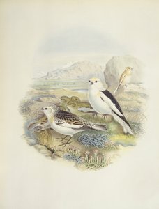 Schneeammer (Plectrophenax nivalis), Illustration von John Gould