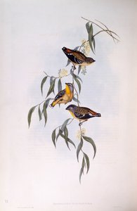 Gefleckter Pardalote (Pardalotus punctatus), Gravur von John Gould von John Gould