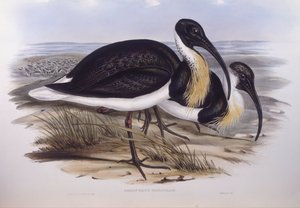 Strohhalsibis (Threskiornis spinicollis) von John Gould