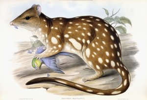 Tiger-Quoll von John Gould