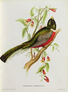 Trogon Ambiguus aus 