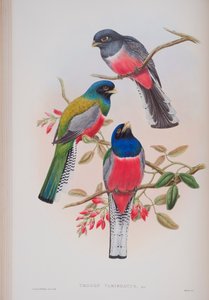 Trogon Variegatus, Tafel aus Die Vögel von Großbritannien von John Gould, veröffentlicht 1862-73 von John Gould