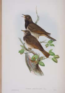 Turdis Atrogularis, Tafel aus Die Vögel von Großbritannien von John Gould, veröffentlicht 1862-73