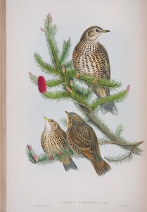 Turdus Viscivorus, Tafel aus Die Vögel von Großbritannien von John Gould, veröffentlicht 1862-73