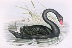 Unbekanntes Bild von John Gould