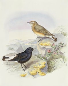 Variable Steinschmätzer (Oenanthe picata), Gravur von John Gould von John Gould