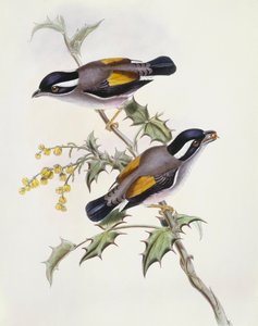 Weißbrauenwürger (Pteruthius flaviscapis), Gravur