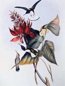 Weißnacken-Jakobin (Florisuga mellivora), Gravur aus Monographie der Trochilidae oder Kolibris (1849-1861), von John Gould (1804-1881)