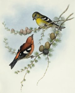 Bindenkreuzschnabel (Loxia leucoptera), Gravur von John Gould
