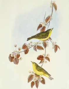 Waldlaubsänger (Phylloscopus sibilatrix)