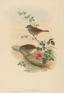 Heckenbraunelle (Dunnock)