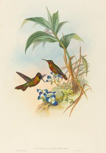 Clytolaema aurescens (Banded Ruby oder Gould