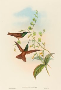 Diphogena aurora (Goulds Regenbogen) von John Gould and H.C. Richter