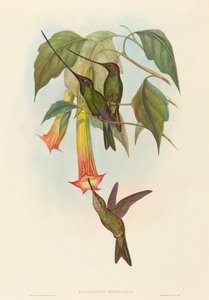 Docimastes ensiferus (Schwertschnabelkolibri)