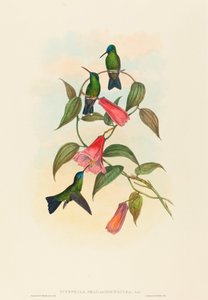 Eucephala smaragdocaerulea (Goulds Waldnymphe)
