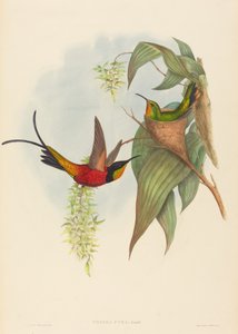 Topaza pyra (Feen-Topas)