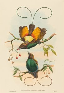 Diphyllodes chrysoptera (Prächtiger Paradiesvogel) von John Gould and W. Hart