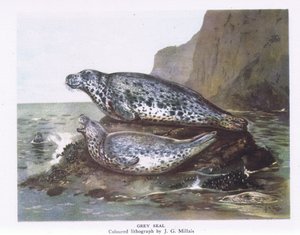 Kegelrobben, Natur in Großbritannien veröffentlicht von Collins, 1946 von John Guille Millais