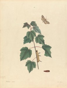 Phalaena Aceris. Acer Rubrum (Grauer Ahornmotte, Roter Ahorn), Tafel 93 aus James Edward Smith, 