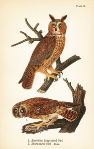 Amerikanische Waldohreule, Asio otus 1, und Sumpfohreule mit Beute, Asio flammeus 2, Männchen von John James (after) Audubon