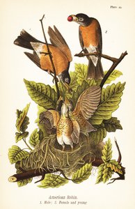 Wanderdrossel, Turdus migratorius, Männchen 1, Weibchen 2 und Jungvögel im Nest