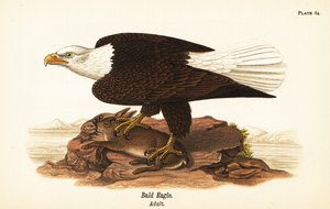 Weißkopfseeadler, Haliaeetus leucocephalus, erwachsen mit Kaninchenbeute von John James (after) Audubon