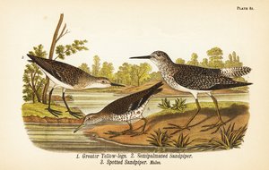 Großer Gelbschenkel, Tringa melanoleuca, Semipalmierter Strandläufer, Calidris pusilla und Fleckenuferläufer, Actitis macularius