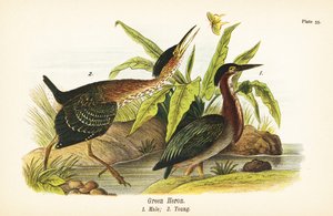 Grüner Reiher, Butorides virescens, Männchen 1, Jungvogel 2 von John James (after) Audubon