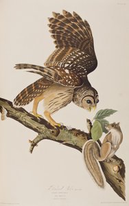 Illustration aus 