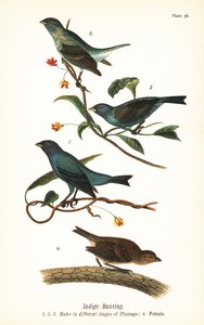 Indigofink, Passerina cyanea, Männchen in verschiedenen Gefiederstadien 1,2,3, und Weibchen 4