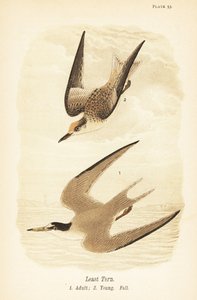Zwergseeschwalbe, Sternula antillarum, adult 1, Jungvogel, Herbstkleid 2 von John James (after) Audubon