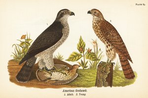 Habicht, Accipiter gentilis, Amerikanischer Habicht, erwachsen mit Beute 1, jung 2 von John James (after) Audubon