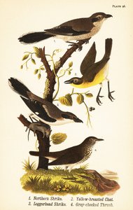 Nördlicher Würger, Lanius borealis 1, Gelbbrust-Schmätzer, Icteria virens 2, Loggerhead-Würger, Lanius ludovicianus von John James (after) Audubon