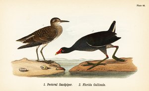 Sumpfläufer, Calidris melanotos 1, und Teichhuhn, Gallinula galeata 2