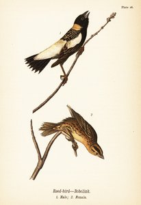 Reisfink oder Bobolink, Dolichonyx oryzivorus, Männchen 1, Weibchen 2 von John James (after) Audubon