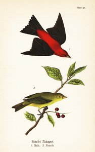 Scharlachroter Tangare, Piranga olivacea, Männchen und Weibchen von John James (after) Audubon