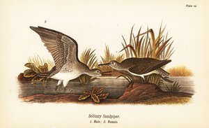 Einsamer Wasserläufer, Tringa solitaria, Männchen 1, Weibchen 2