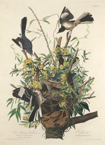 Der Spottdrossel von John James (after) Audubon