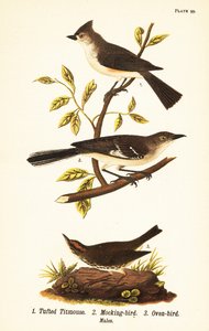 Haubenmeise, Baeolophus bicolor, Nord-Mockingbird, Mimus polyglottos und Ofenvogel, Seiurus aurocapilla von John James (after) Audubon