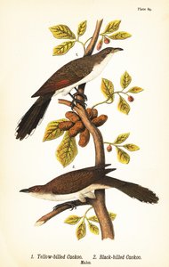Gelbschnabelkuckuck, Coccyzus americanus 1, und Schwarzschnabelkuckuck, Coccyzus erythropthalmus 2, Männchen von John James (after) Audubon