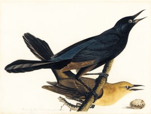 Ein Paar Bootschwanzgrackeln von John James Audubon