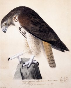Amerikanischer Bussard oder Weißbrustbussard