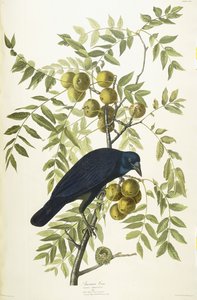 Amerikanische Krähe von John James Audubon