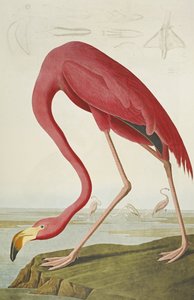Amerikanischer Flamingo, aus "Die Vögel Amerikas" von John James Audubon