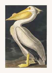 Amerikanischer Weißpelikan aus Birds of America (1827) von John James Audubon
