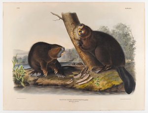 Amerikanischer Biber, 1844 von John James Audubon