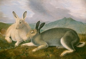 Arktischer Hase, ca. 1841 von John James Audubon